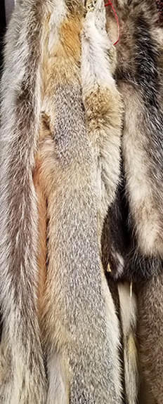 Louisiana furs and pelts